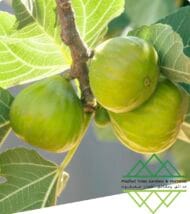 تين جاسم الذهبي
Jasem Golden Fig