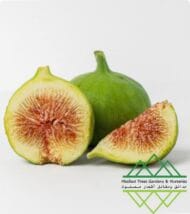 تين جاسم الذهبي
Jasem Golden Fig - Image 3