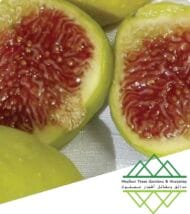 تين جاسم الذهبي
Jasem Golden Fig - Image 4