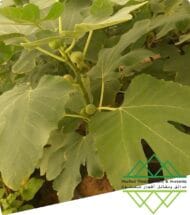 تين جاسم الذهبي
Jasem Golden Fig - Image 5