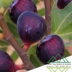 تين براون التركي الفاخر
Premium Brown Turkey Fig