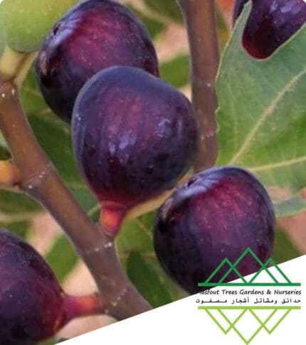 تين براون التركي الفاخر
Premium Brown Turkey Fig