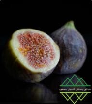 تين الإمارات المحلي
Emirati Fig - Image 2