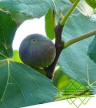 تين الإمارات المحلي
Emirati Fig - Image 3