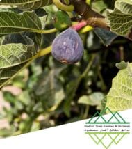 تين الإمارات المحلي
Emirati Fig - Image 4