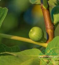 تين الإمارات المحلي
Emirati Fig