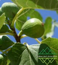 تين الإمارات المحلي
Emirati Fig - Image 5