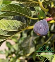 تين الإمارات المحلي
Emirati Fig - Image 6