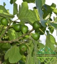 تين الإمارات المحلي
Emirati Fig - Image 7