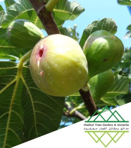 تين تايلند الحلو
Thai Sweet Fig