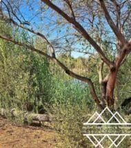 ⁦الغاف البري الأمريكي  ‏  American Desert Ghaf⁩ - الصورة ⁦2⁩