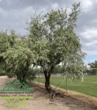 ⁦الغاف البري الأمريكي  ‏  American Desert Ghaf⁩ - الصورة ⁦5⁩