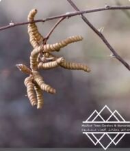 ⁦الغاف البري الأمريكي  ‏  American Desert Ghaf⁩ - الصورة ⁦7⁩