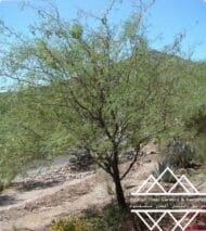 ⁦الغاف البري الأمريكي  ‏  American Desert Ghaf⁩ - الصورة ⁦6⁩