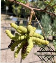 ⁦الغاف البري الأمريكي  ‏  American Desert Ghaf⁩ - الصورة ⁦4⁩