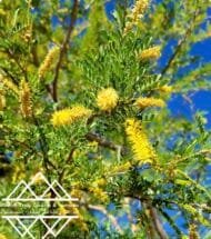 ⁦الغاف البري الأمريكي  ‏  American Desert Ghaf⁩ - الصورة ⁦8⁩