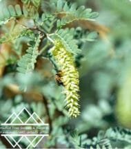 ⁦الغاف البري الأمريكي  ‏  American Desert Ghaf⁩ - الصورة ⁦9⁩