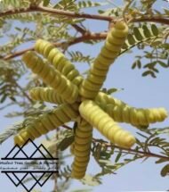 ⁦الغاف البري الأمريكي  ‏  American Desert Ghaf⁩ - الصورة ⁦10⁩