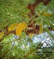 ⁦الغاف  التشيلي ‏Chilean Ghaf⁩ - الصورة ⁦11⁩