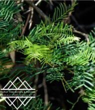 ⁦الغاف  التشيلي ‏Chilean Ghaf⁩ - الصورة ⁦9⁩