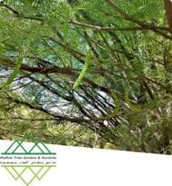 ⁦الغاف  التشيلي ‏Chilean Ghaf⁩ - الصورة ⁦12⁩