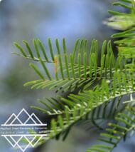 ⁦الغاف  التشيلي ‏Chilean Ghaf⁩ - الصورة ⁦7⁩