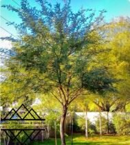 ⁦الغاف  التشيلي ‏Chilean Ghaf⁩ - الصورة ⁦8⁩