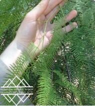 ⁦الغاف  التشيلي ‏Chilean Ghaf⁩ - الصورة ⁦13⁩