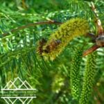 الغاف  التشيلي
‏Chilean Ghaf