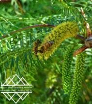 الغاف  التشيلي ‏Chilean Ghaf