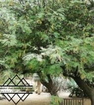 ⁦الغاف  التشيلي ‏Chilean Ghaf⁩ - الصورة ⁦2⁩