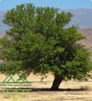 ⁦الغاف  التشيلي ‏Chilean Ghaf⁩ - الصورة ⁦14⁩