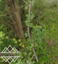 شجرة السمر المحلي
‏  Acacia tortilis - Image 3