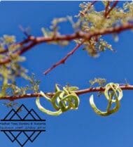 شجرة السمر المحلي
‏  Acacia tortilis