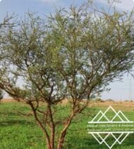 شجرة السمر المحلي
‏  Acacia tortilis - Image 2