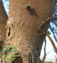 شجرة السمر المحلي
‏  Acacia tortilis - Image 4