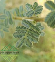 شجرة السمر المحلي
‏  Acacia tortilis - Image 9