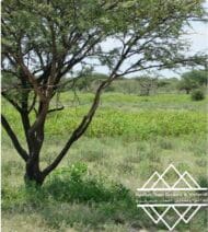 شجرة السمر المحلي
‏  Acacia tortilis - Image 10