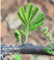 شجرة السمر المحلي
‏  Acacia tortilis - Image 14