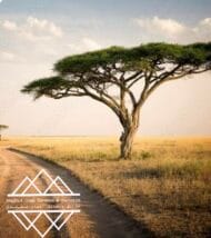 شجرة السمر المحلي
‏  Acacia tortilis - Image 5