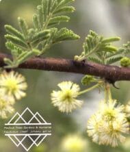 شجرة السمر المحلي
‏  Acacia tortilis - Image 8