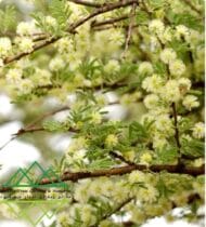 شجرة السمر المحلي
‏  Acacia tortilis - Image 11