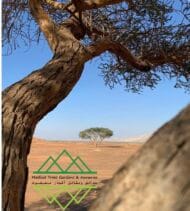 شجرة السمر المحلي
‏  Acacia tortilis - Image 13