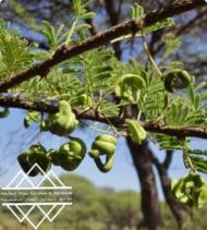 شجرة السمر المحلي
‏  Acacia tortilis - Image 6