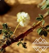 شجرة السمر المحلي
‏  Acacia tortilis - Image 7