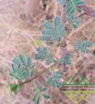 شجرة السمر المحلي
‏  Acacia tortilis - Image 12