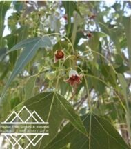 ⁦شجرة كف سلمى ‏ Sterculia quinqueloba⁩ - الصورة ⁦12⁩