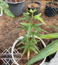 ⁦شجرة كف سلمى ‏ Sterculia quinqueloba⁩ - الصورة ⁦13⁩