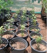 ⁦شجرة كف سلمى ‏ Sterculia quinqueloba⁩ - الصورة ⁦10⁩