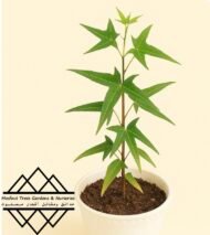 ⁦شجرة كف سلمى ‏ Sterculia quinqueloba⁩ - الصورة ⁦11⁩